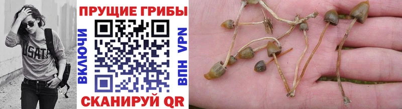 мега ссылки  Афипский  Галлюциногенные грибы Magic Shrooms  где продают  